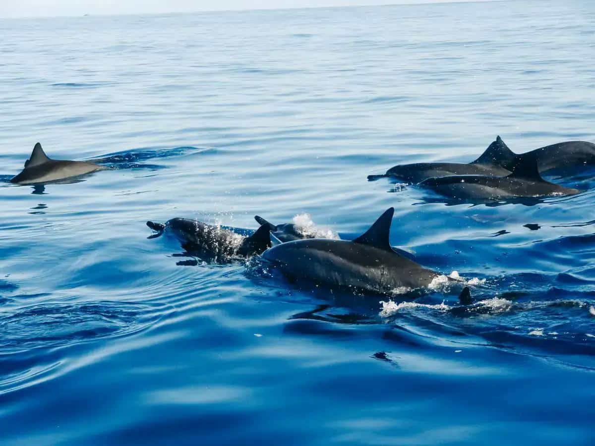 Lovina Dolphin Tour Bali – Sunrise & Marine Park