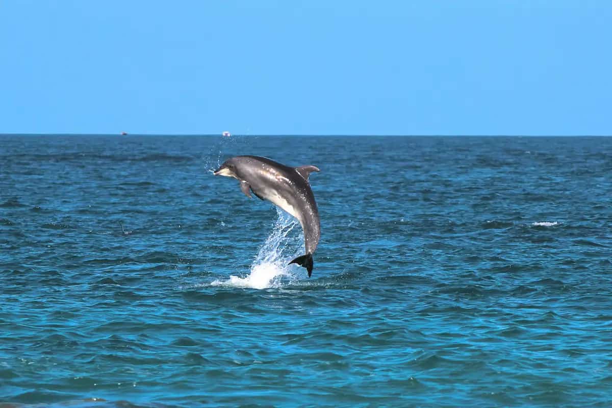Lovina Dolphin Tour Bali – Sunrise Swim Experience