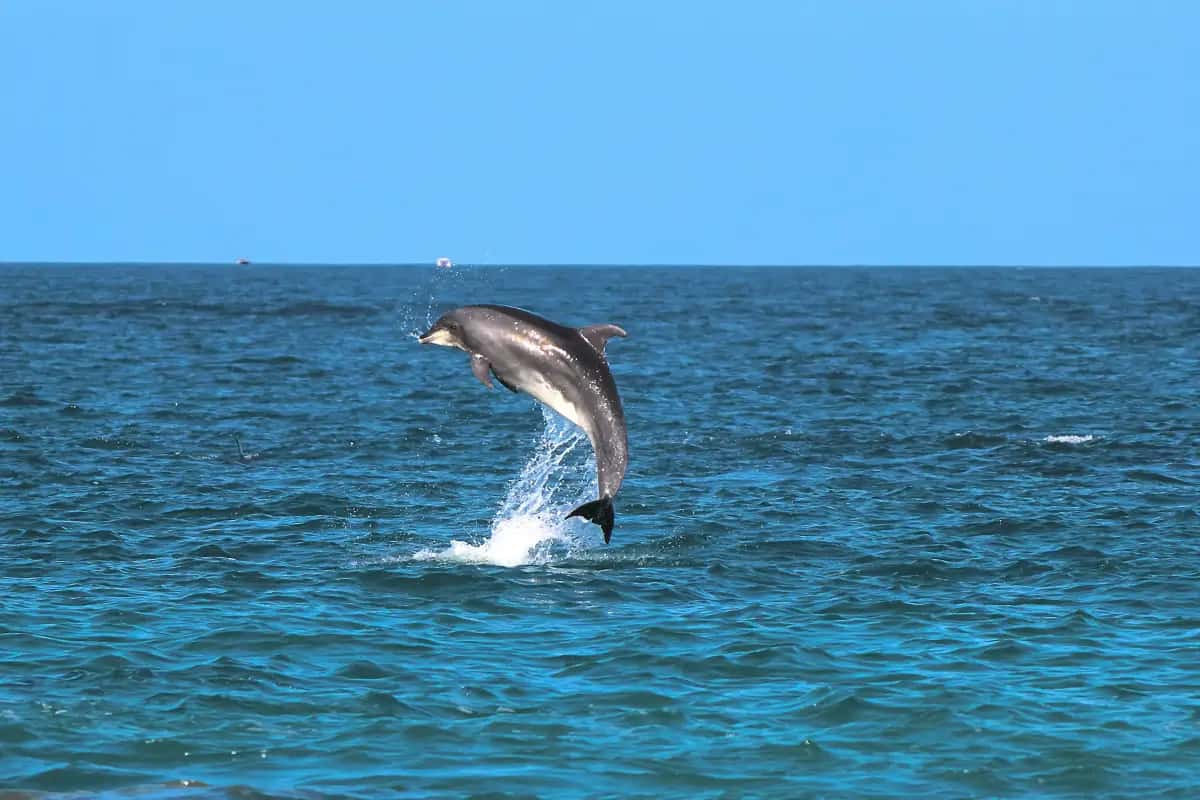 Lovina Dolphin Tour Bali – Sunrise Swim Experience